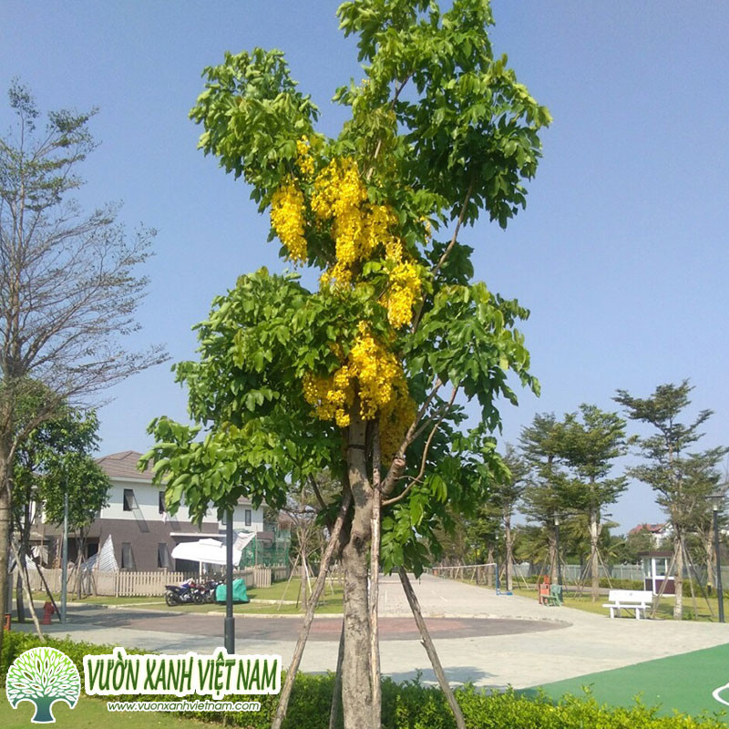 Quả đậu dài của cây Muồng Hoàng Yến (hoa osaka vàng)