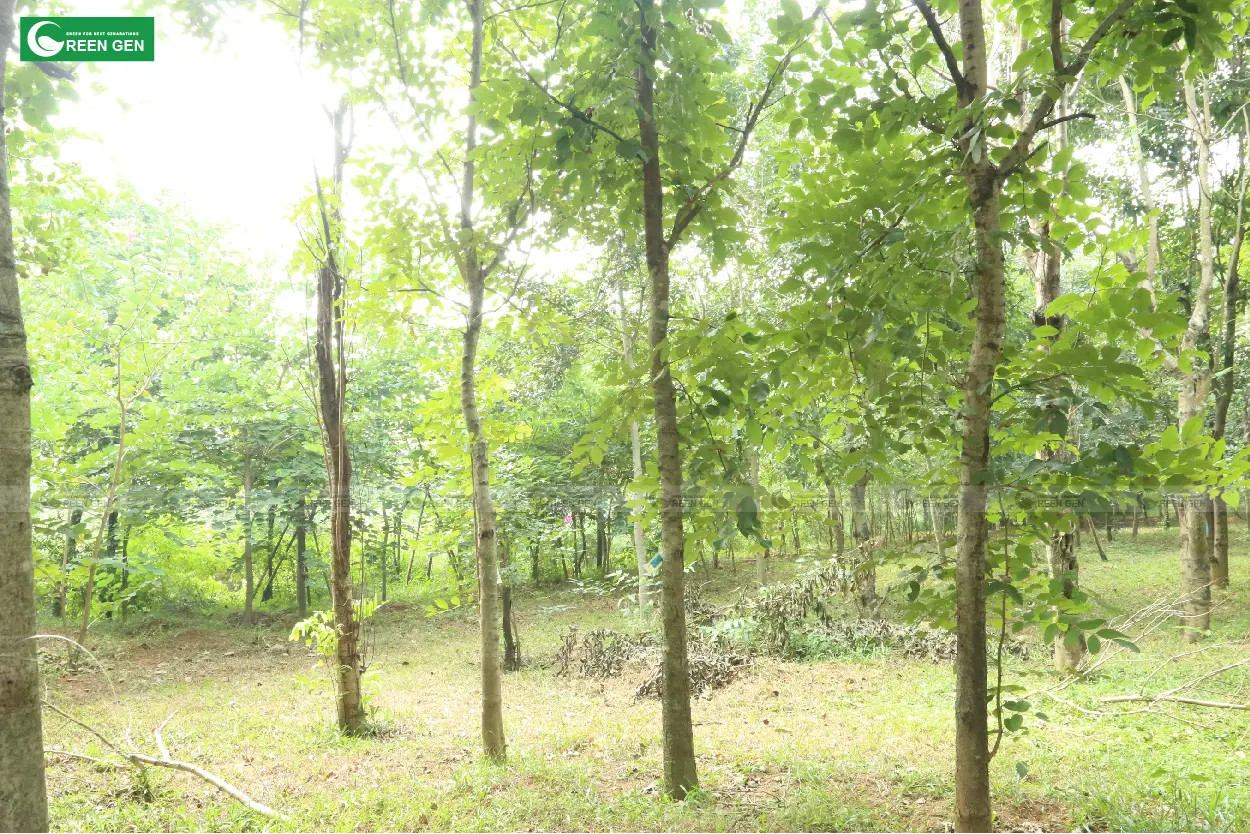 Cây muồng hoàng yến đang được ươm trồng tại vườn