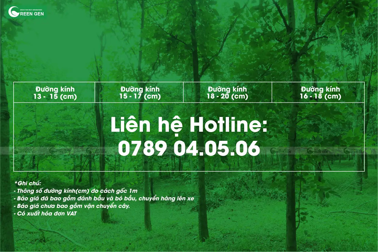 Báo giá cây muồng hoàng yến vàng tại vườn ươm