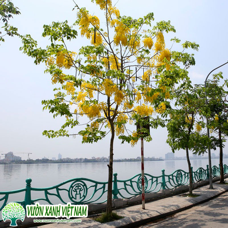 Cây Muồng Hoàng Yến rợp sắc hoa Osaka vàng rực rỡ dưới nắng hè