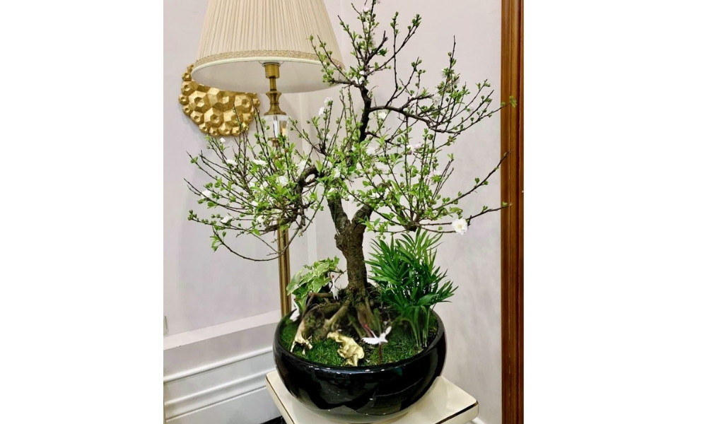 Chậu cây nhất chi mai trang trí không gian nhà cửa dịp Tết
