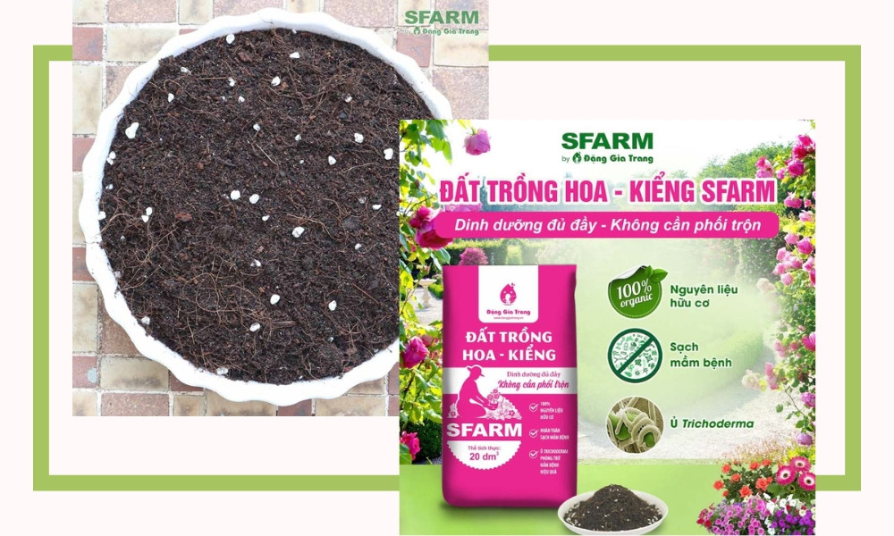 Đất trồng tơi xốp, thoát nước tốt phù hợp cho nhất chi mai