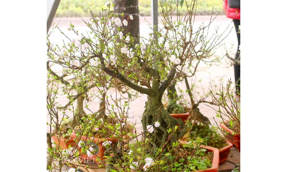 Nhất chi mai dáng tam đa tượng trưng cho Thiên - Địa - Nhân hòa hợp