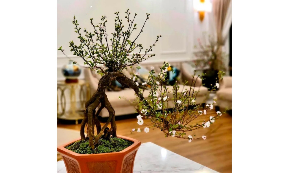 Nhất chi mai dáng huyền như dòng thác đổ mềm mại