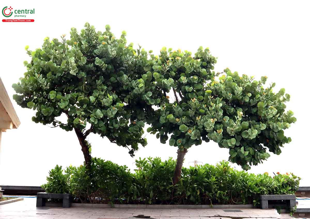 Cây tra biển (nho biển) được trồng làm cây cảnh trang trí ven đường hoặc trong khuôn viên.