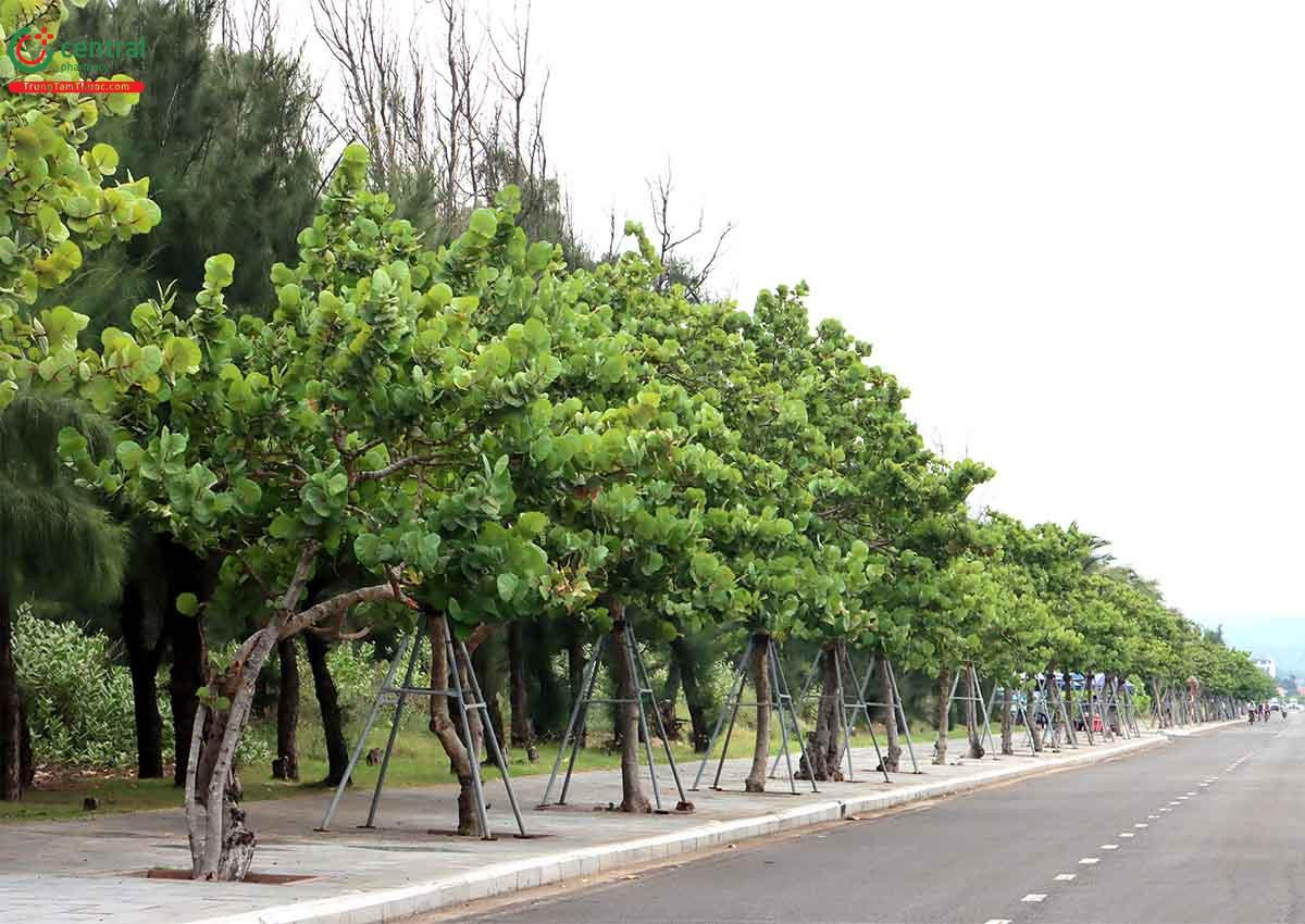 Hàng cây tra biển (nho biển) trồng dọc bờ biển để chắn gió và bảo vệ đất.