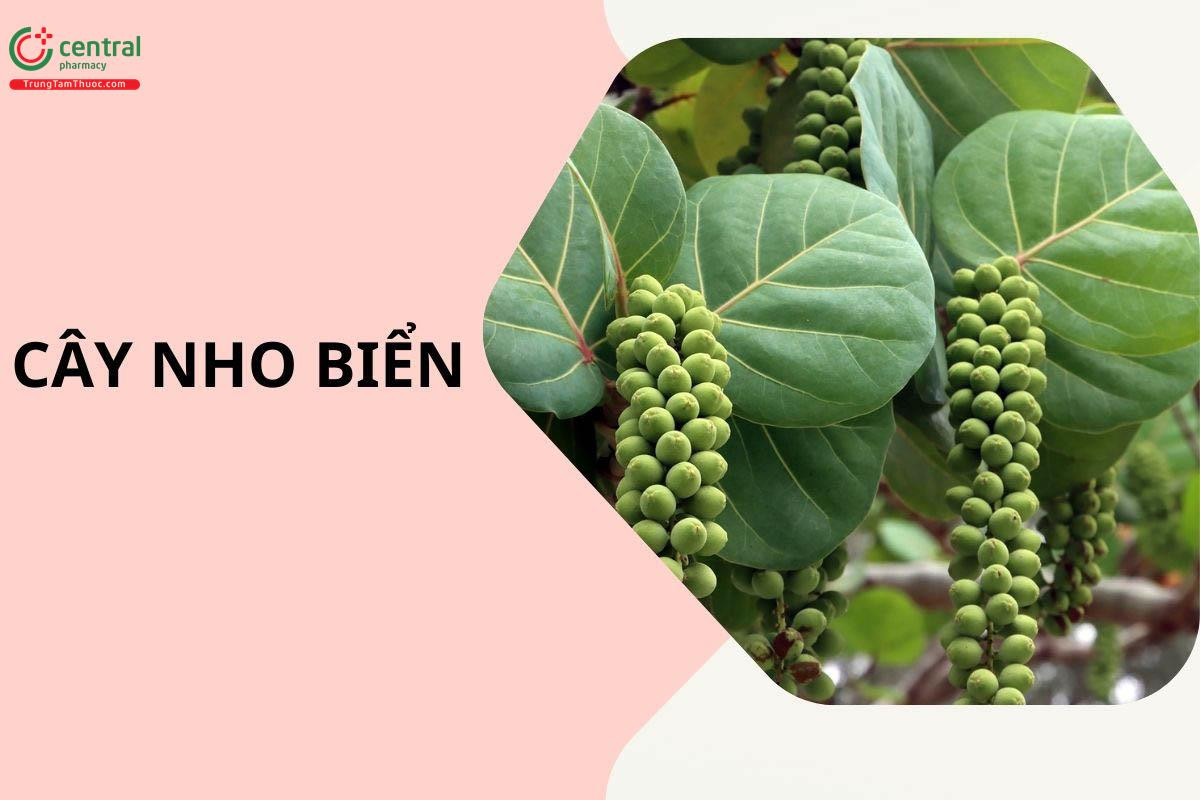 Toàn cảnh cây tra biển (nho biển) trưởng thành với tán lá rộng ven bờ biển.