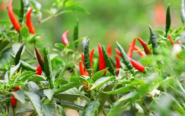 Ớt chỉ thiên chín đỏ trên cây, thể hiện năng suất