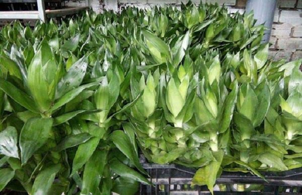 Chăm sóc cây phát tài búp sen trong môi trường nước