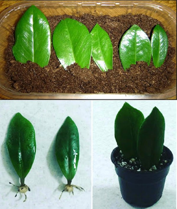 Thân và lá của cây phát tài búp sen trồng trong chậu đất