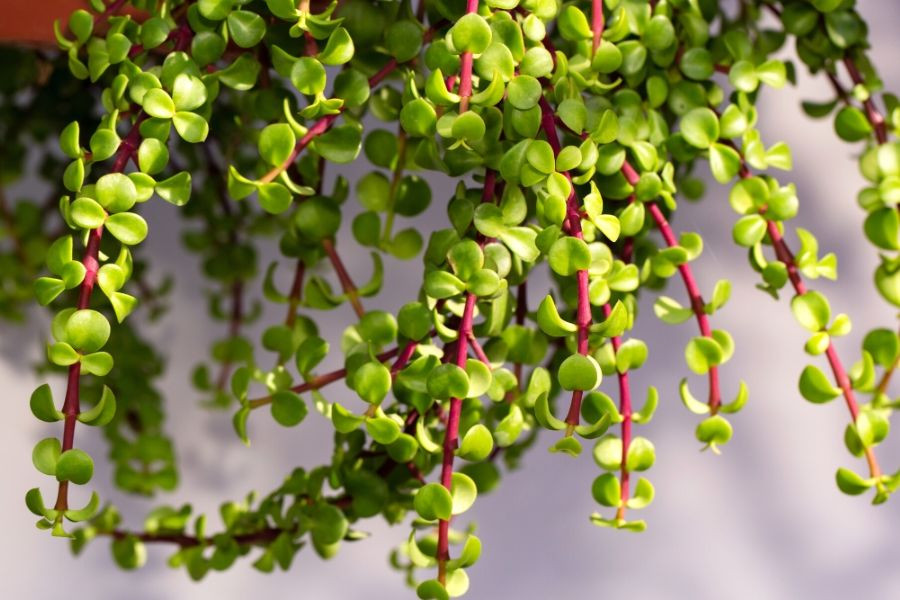 Cây đô la hồng thích nhiệt độ ấm áp và độ ẩm vừa phải