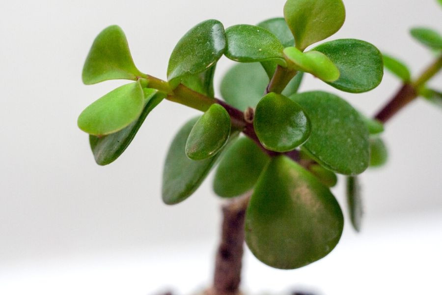 Nấm mốc trắng trên lá cây đô la hồng