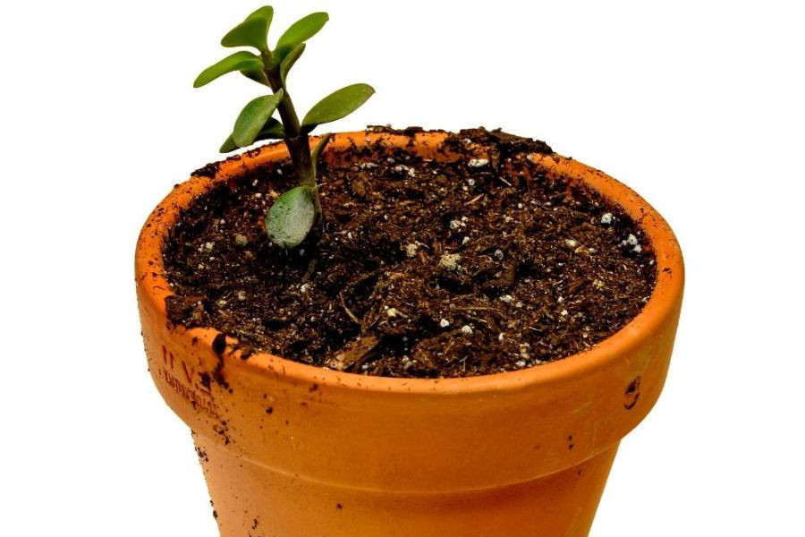 Giâm cành cây đô la hồng để nhân giống hiệu quả