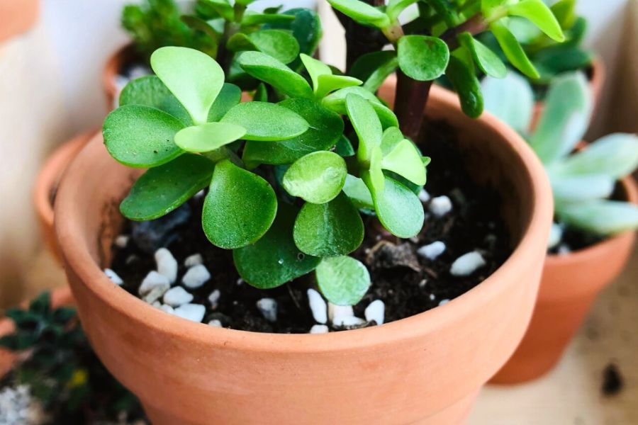Bón phân hữu cơ hoặc phân loãng cho cây đô la hồng