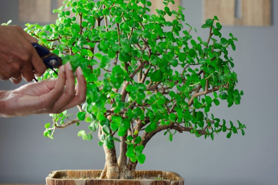 Cắt tỉa cây đô la hồng để cây gọn gàng và khỏe mạnh