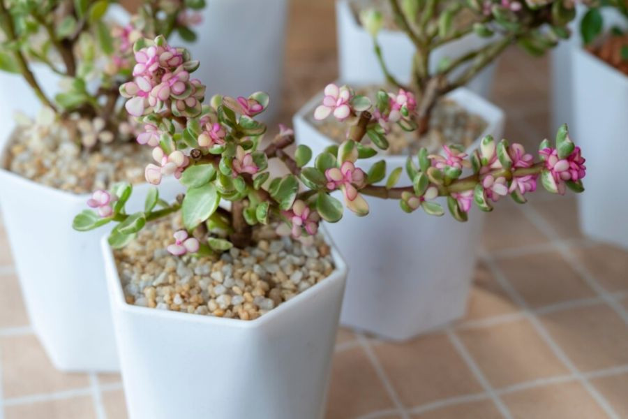 Cây đô la hồng (Elephant Bush) lá xanh mọng nước
