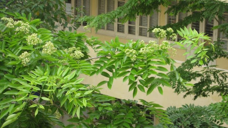 Hình ảnh cây huỳnh đàn non đang phát triển tại vườn ươm