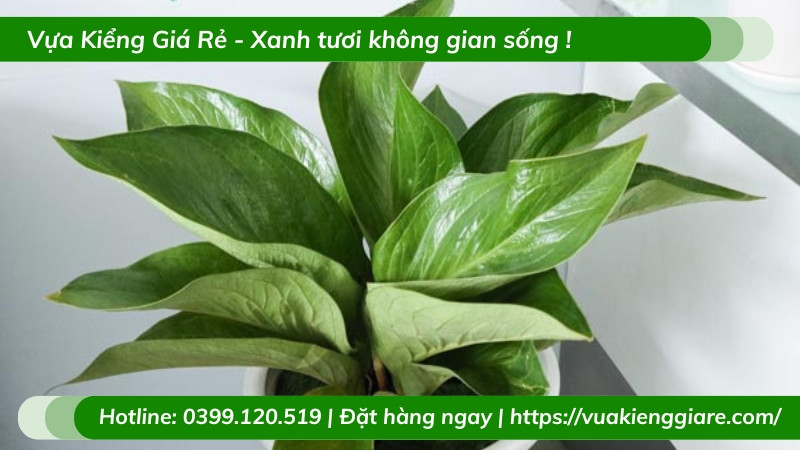 Cây thần tài Thái Lan lá lớn đặt trên bàn làm việc