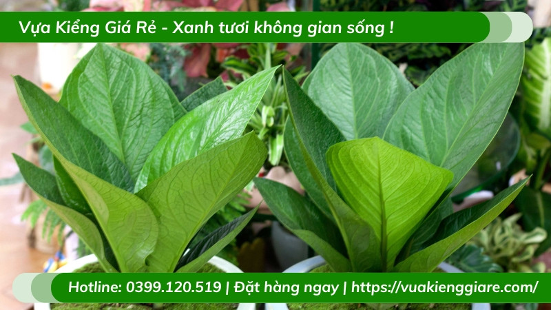 Vị trí đặt cây thần tài trong không gian sống và làm việc