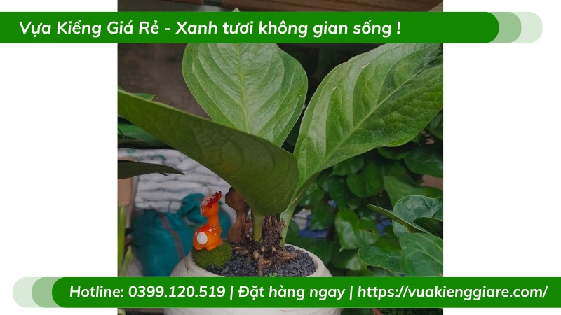 Cây thần tài trong chậu sứ trắng, phù hợp trang trí nội thất