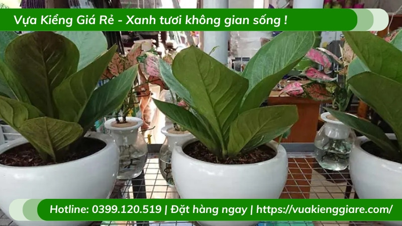 Đặc điểm lá bầu dục và thân ngắn của cây thần tài