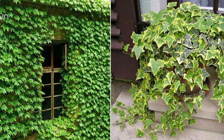 Dây Thường xuân phủ xanh mảng tường chống nóng