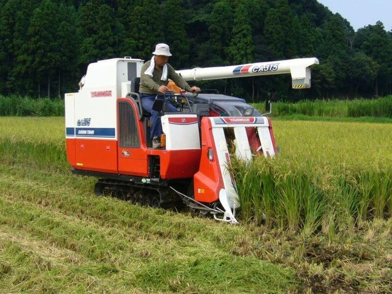 Ruộng lúa xanh mướt ở Nhật Bản, cây trồng chính của quốc gia