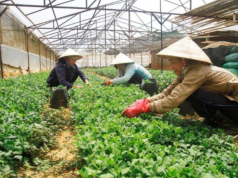 Canh tác hiện đại với nhà kính trong nông nghiệp Nhật Bản