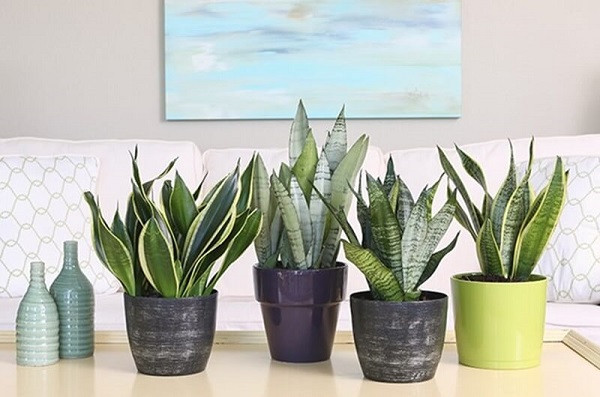 Cây Lưỡi Hổ lọc khí độc, xua đuổi tà khí