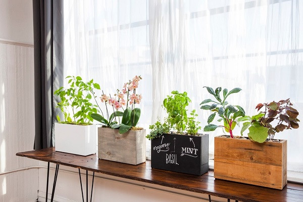 Đặt cây ở nơi có ánh sáng tự nhiên