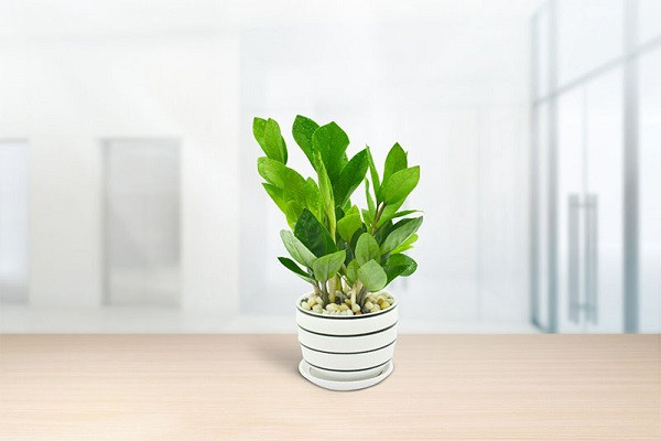 Cây Kim Tiền trồng không cần nhiều nắng