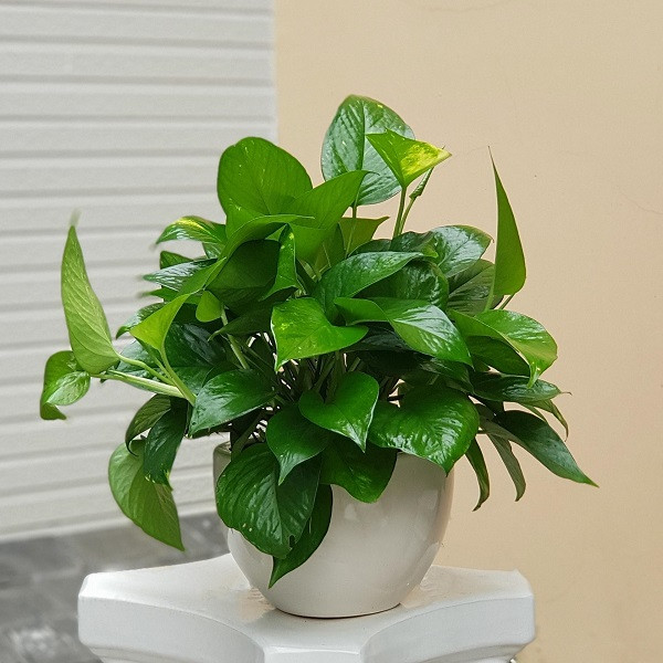 Cây Trầu Bà lá hình tim