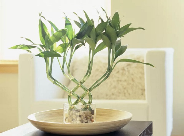 Cây Phát Lộc hay Tre May Mắn