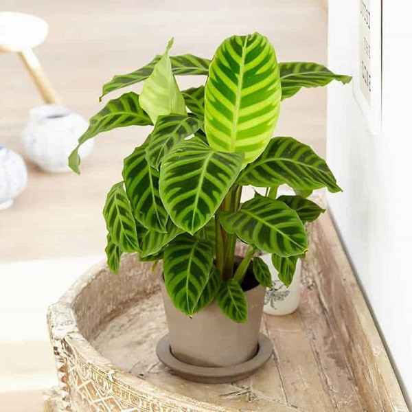 Cây Dạ Lam với lá họa tiết đẹp mắt