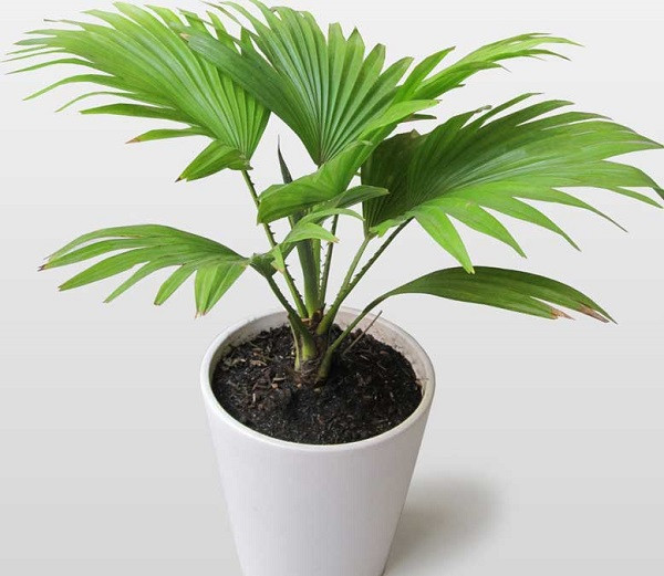 Cây Cỏ Cảnh dễ trồng, sức sống mãnh liệt