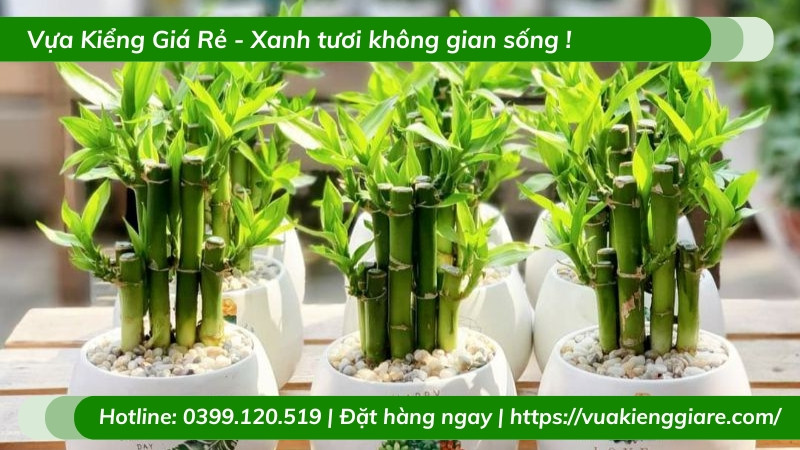Cây trúc phú quý trong chậu thủy tinh