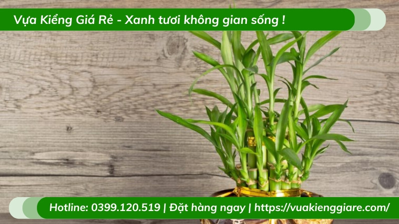 Cây trúc phú quý đang ra hoa