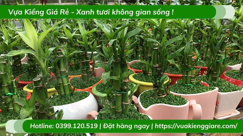 Cây trúc phú quý trên bàn thờ