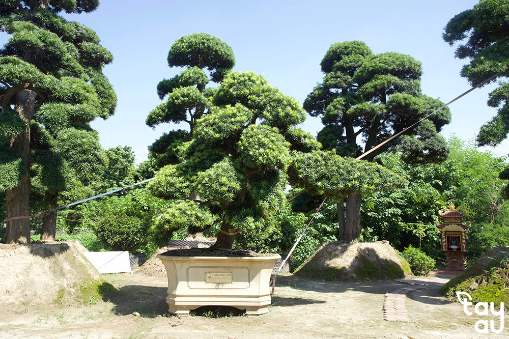 cay van nien tung 2