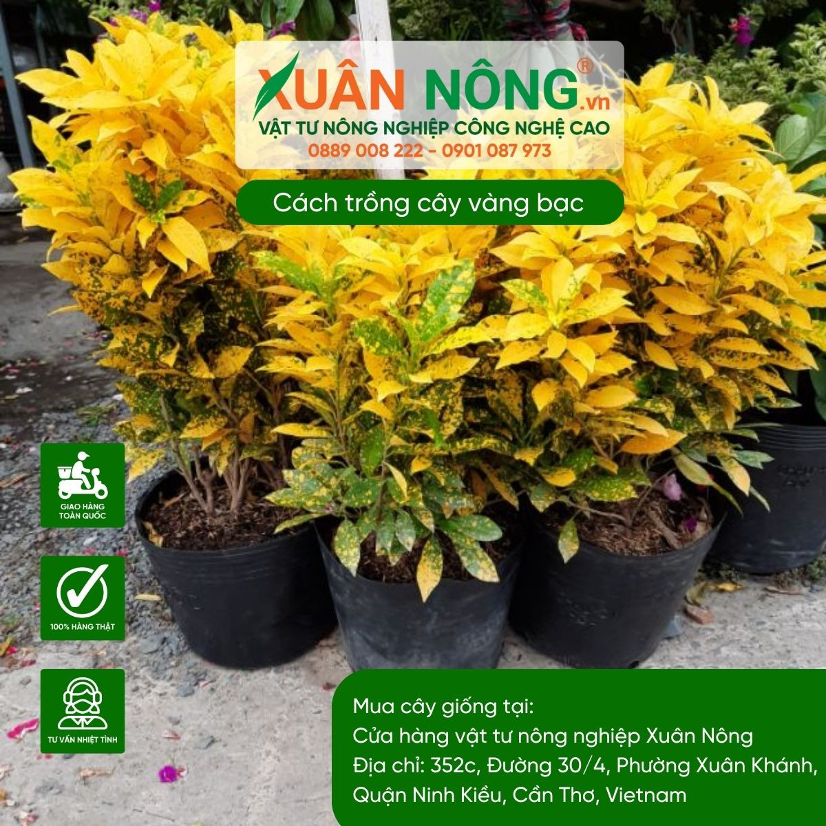 Tổng thể cây vàng bạc trưởng thành với thân gỗ và tán lá rậm rạp