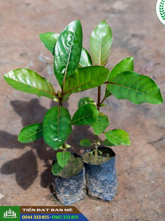 Cây giống gáo vàng Nauclea orientalis sẵn sàng trồng