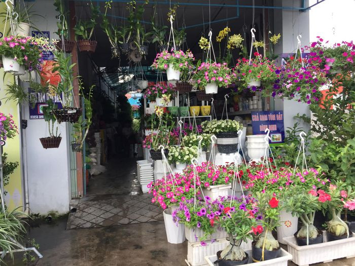 Bên trong Cửa hàng Bích Phương, trưng bày nhiều loại cây cảnh cho không gian sống.