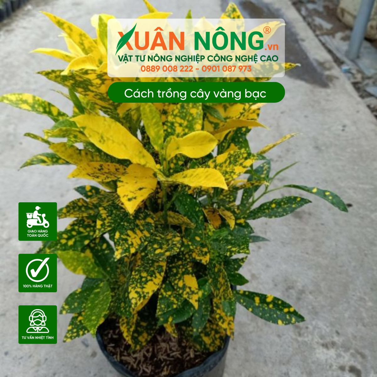 Hình ảnh người đang trồng cây vàng bạc vào chậu hoặc đất