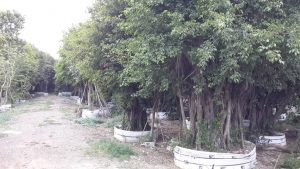 Cây si công trình với kích thước lớn, sẵn sàng cho dự án cảnh quan