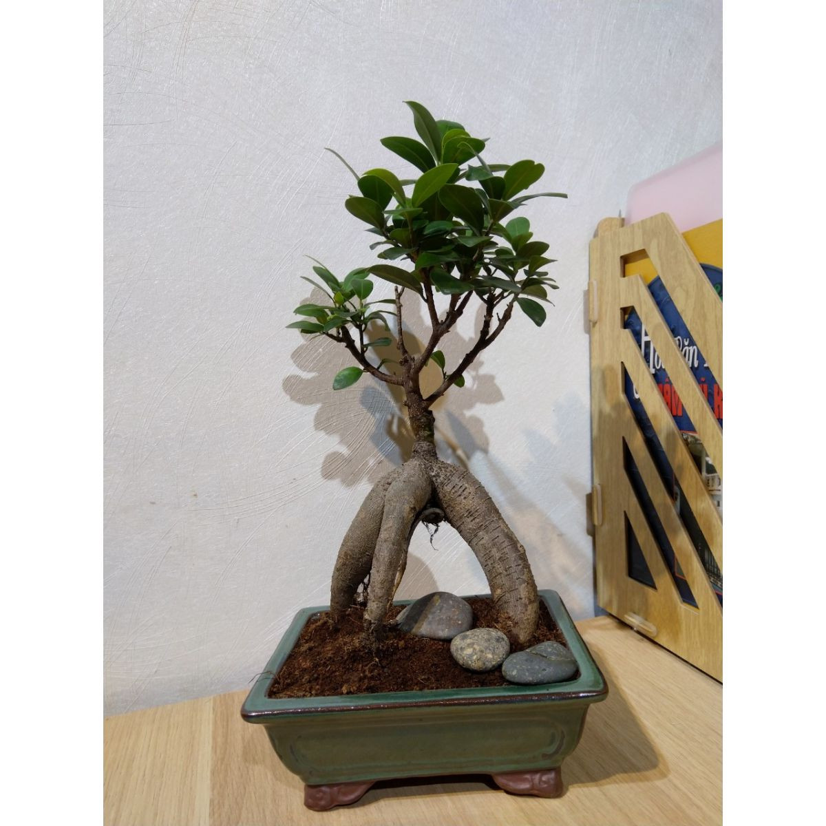Cây si cảnh bonsai lá nhỏ với bộ rễ phụ buông rủ