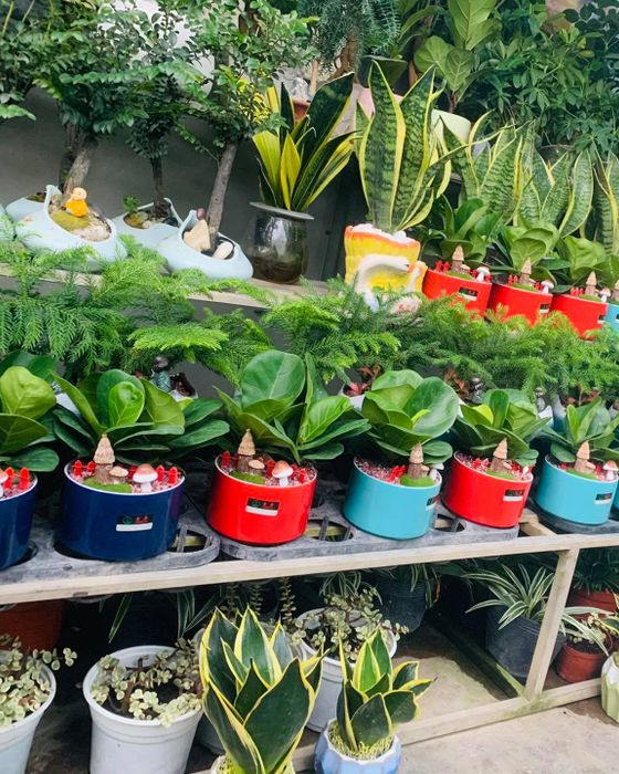 Khu vực trưng bày cây cảnh tại Cây Cảnh Thành Được Nha Trang, với nhiều loại cây lớn nhỏ.