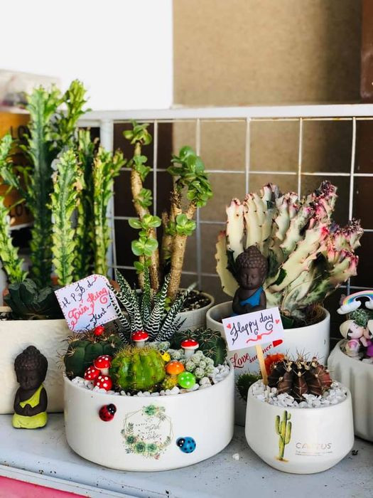 Các loại sen đá và cây cảnh mini đa dạng tại P&amp;P Garden Nha Trang.