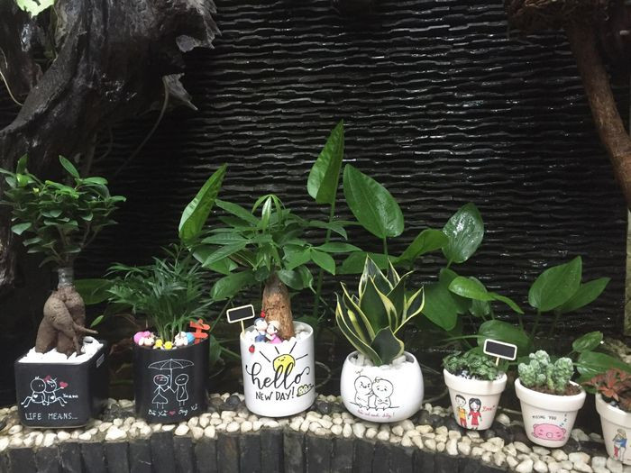 Nhiều loại cây cảnh nhỏ xinh và chậu trang trí tại Batui Garden Nha Trang.