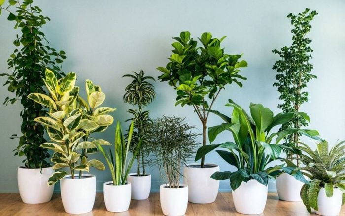 Khung cảnh một vườn ươm cây cảnh tại Cây Cảnh Lê Hoàng Nha Trang.