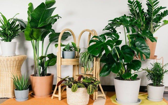Quầy bán cây cảnh nhỏ và cây để bàn tại Cây Cảnh Hoàng Hường Nha Trang.